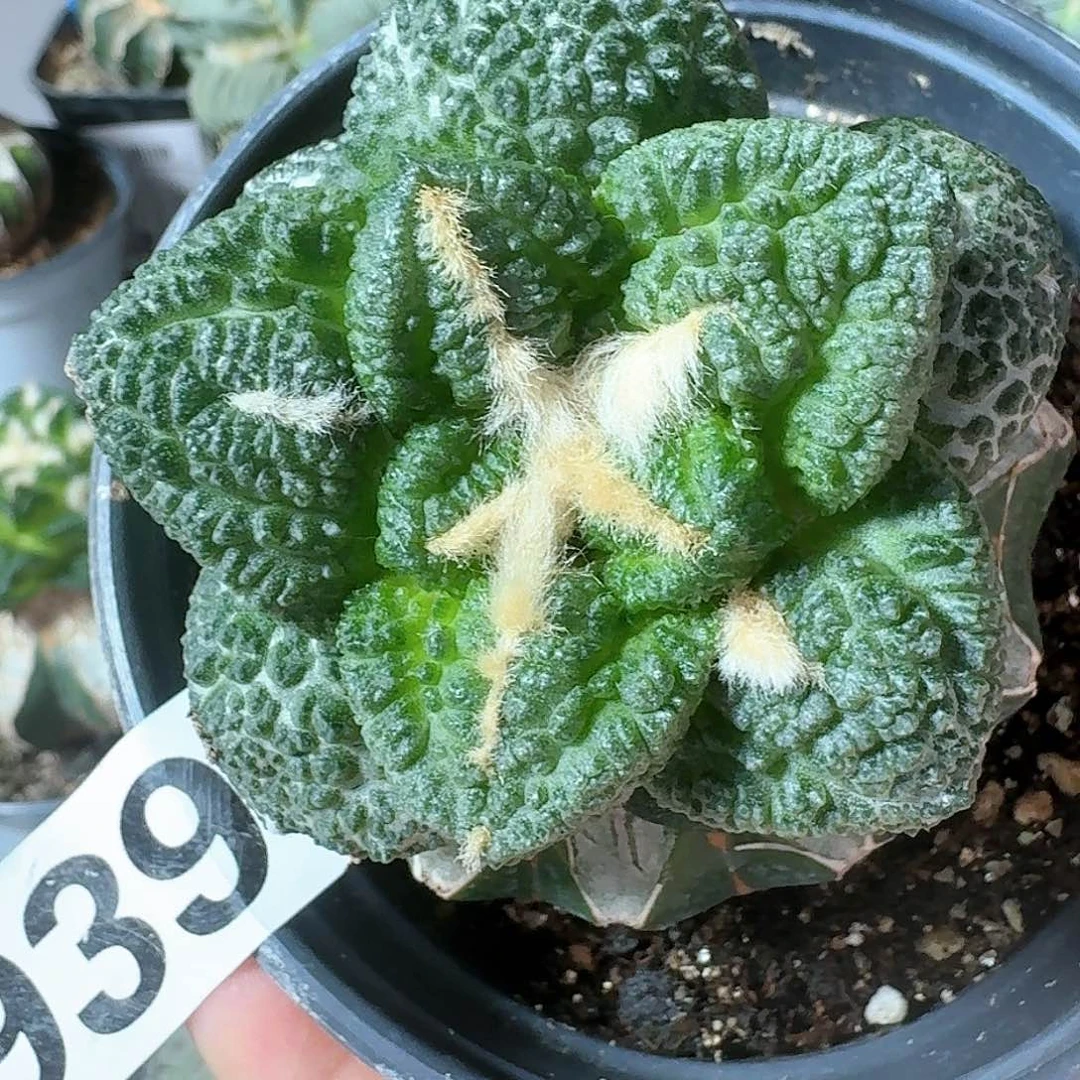 【闪购商品】无花朵用****5哥龟939