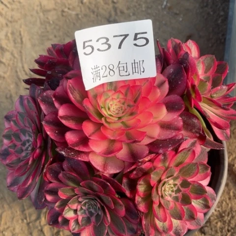 倾城多肉多肉5375