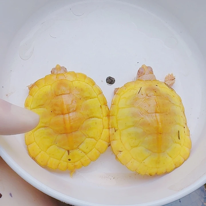 刘***道绿毛龟母2222222222222