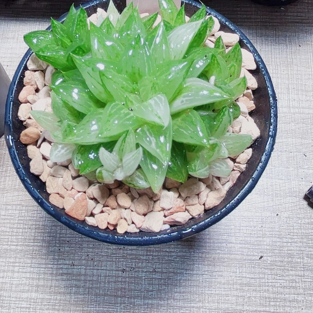 白砂糖锦多肉植物6666