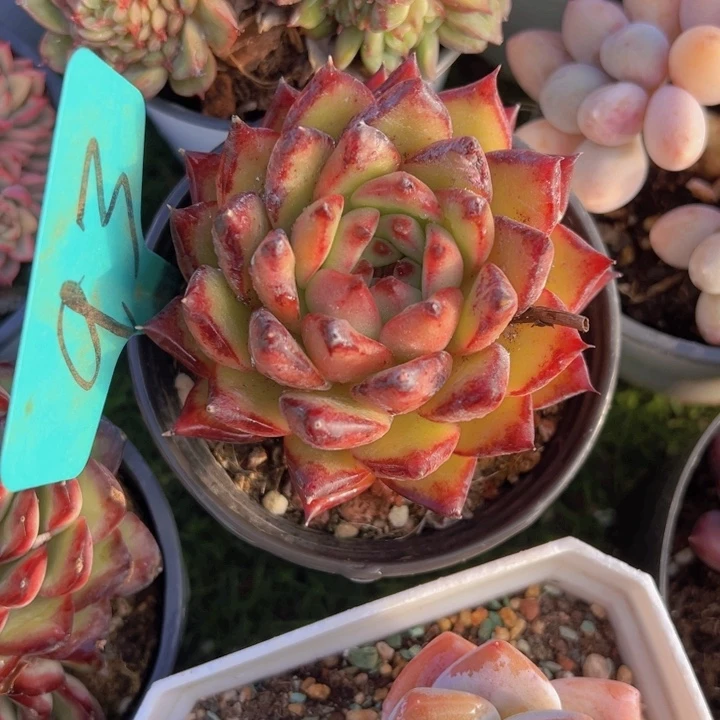 健健康康平平安安