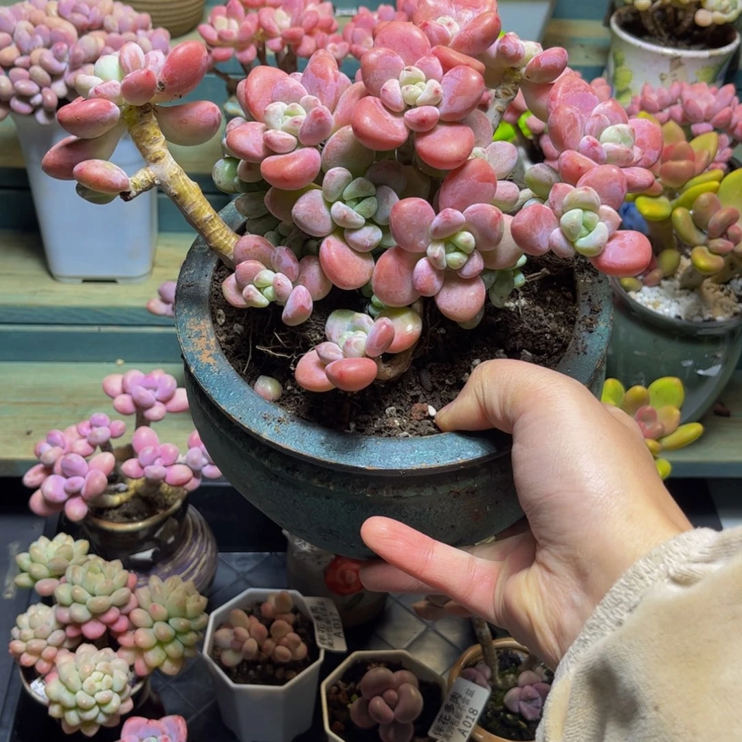 021樱花洛神20厘米多肉