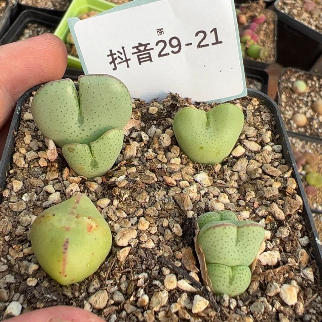 29-21爱心少将多肉植物，