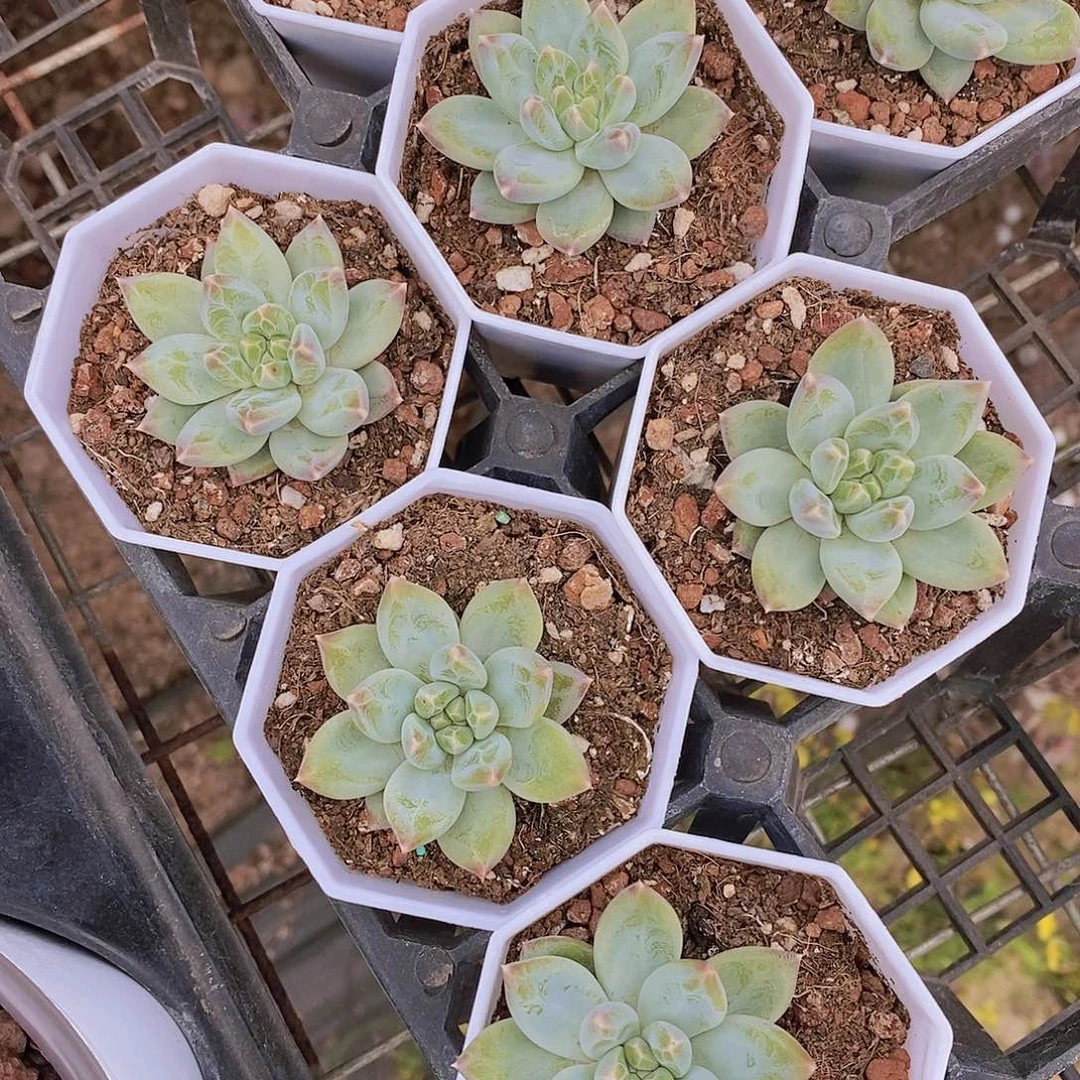 W- 幻影美人单头一颗 量拍