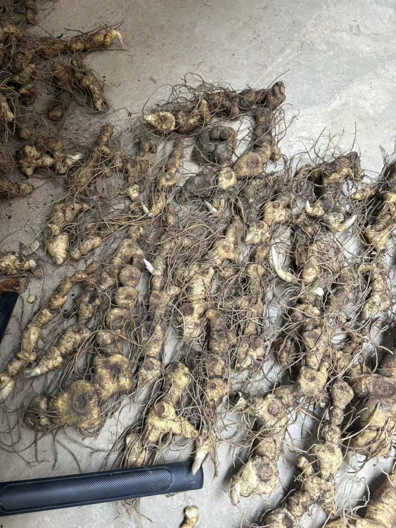 草本植物黄精气带须根茎类新鲜草本植物0280