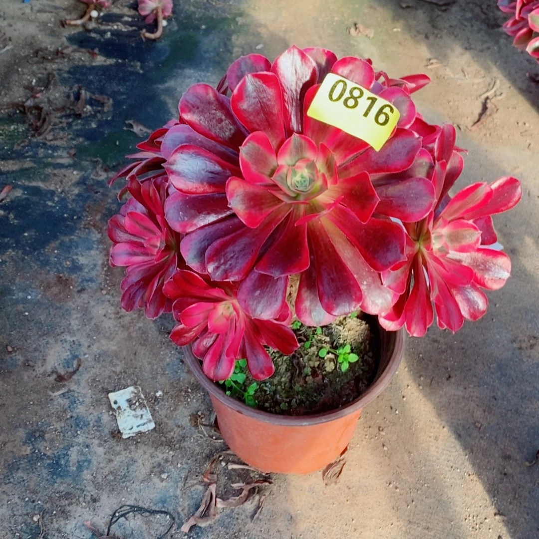 香***猫美杜莎多肉法师不周正0816