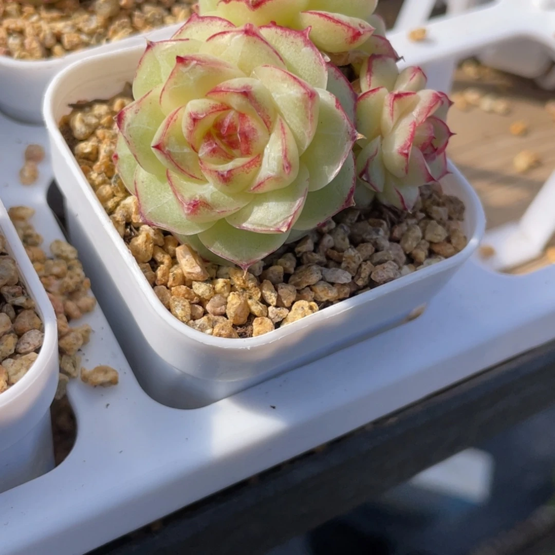 1321边线鹅麦杆新品