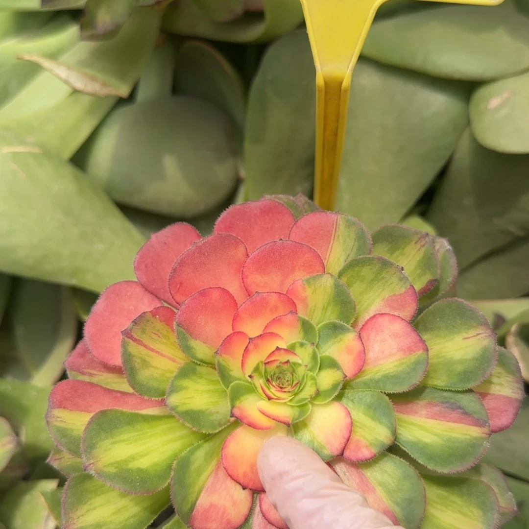 1+84--+多头多肉植物