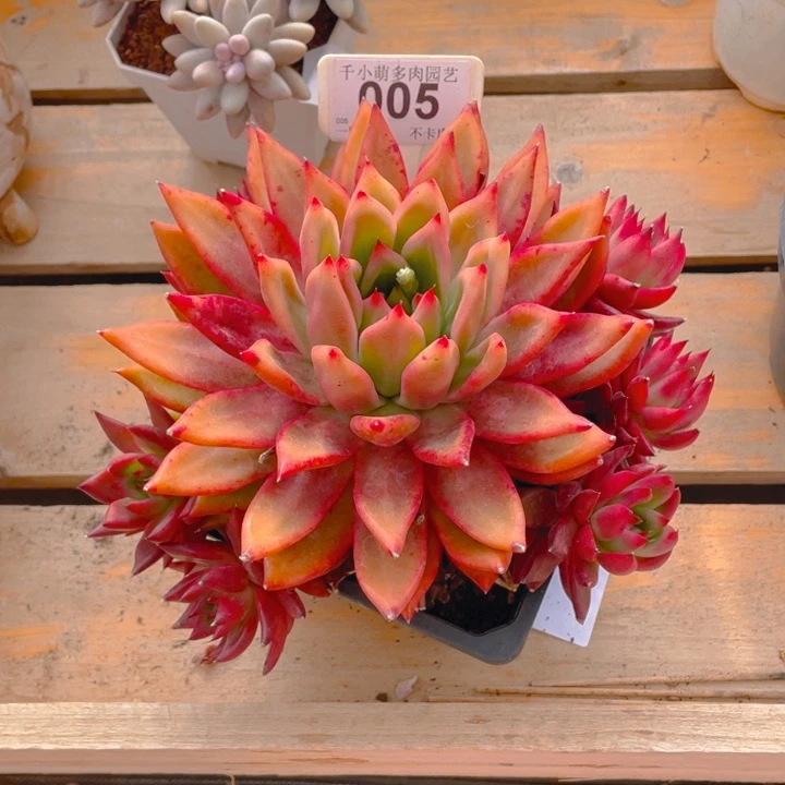 王*鱼谢谢你的支持000005