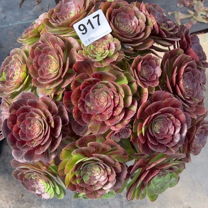 917花月夜32厘米左右有断枝