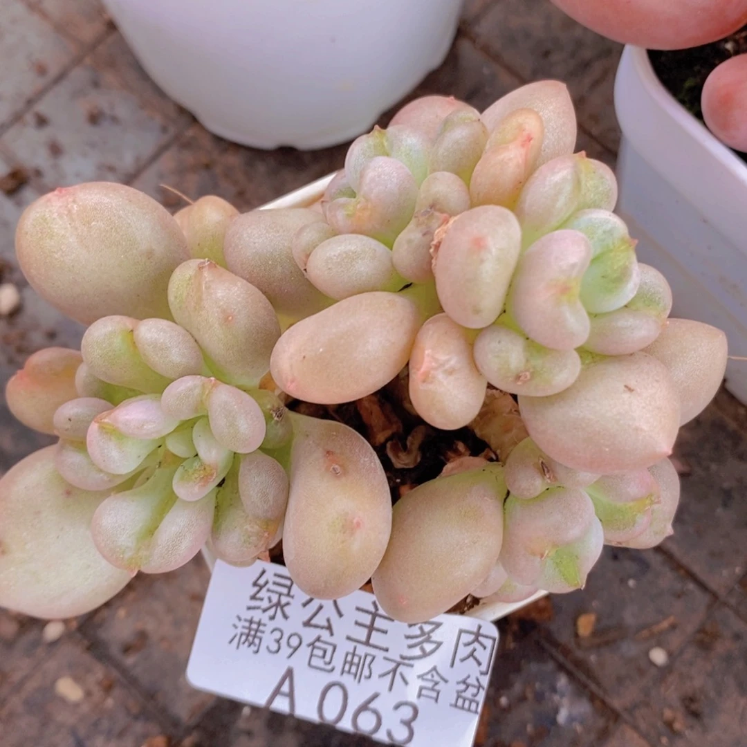 比尔盖茨8cm063多肉植物