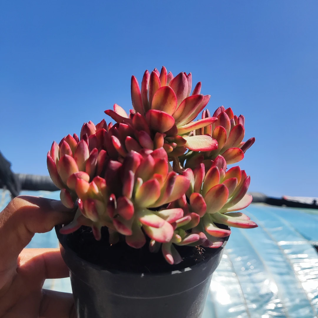 【只发新疆】 小叮当手捧 10厘米盆带盆发货