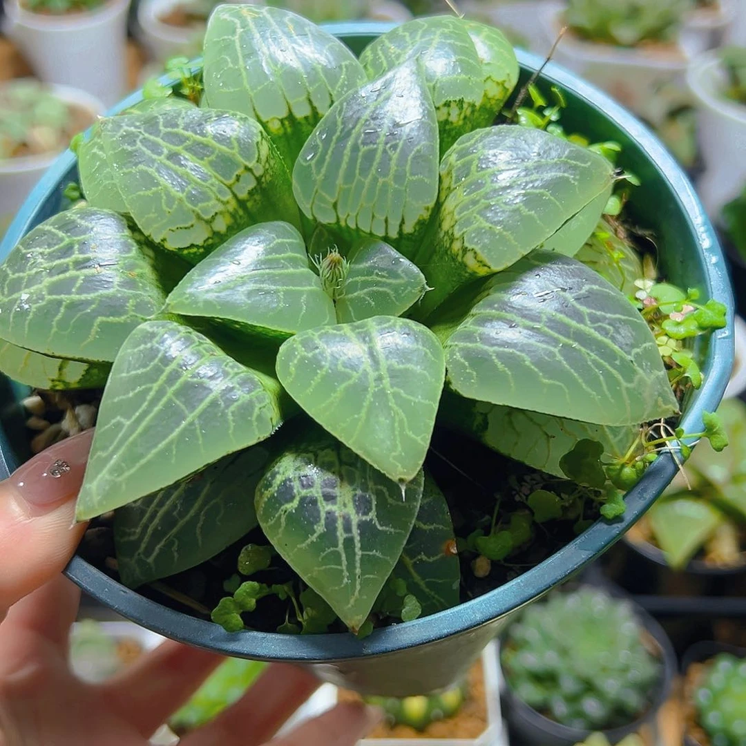 娜***娜加仑盆康平玉露多肉多肉4