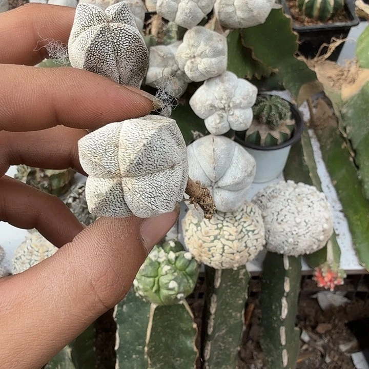 实生恩冢四棱仙人球开花