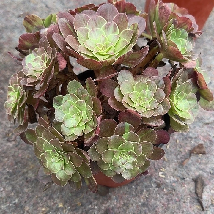 0490花月夜多肉法师