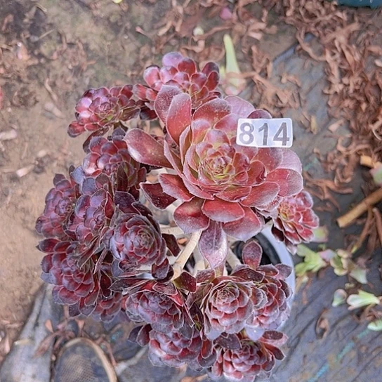 更***天多肉植物一个魔魔法师