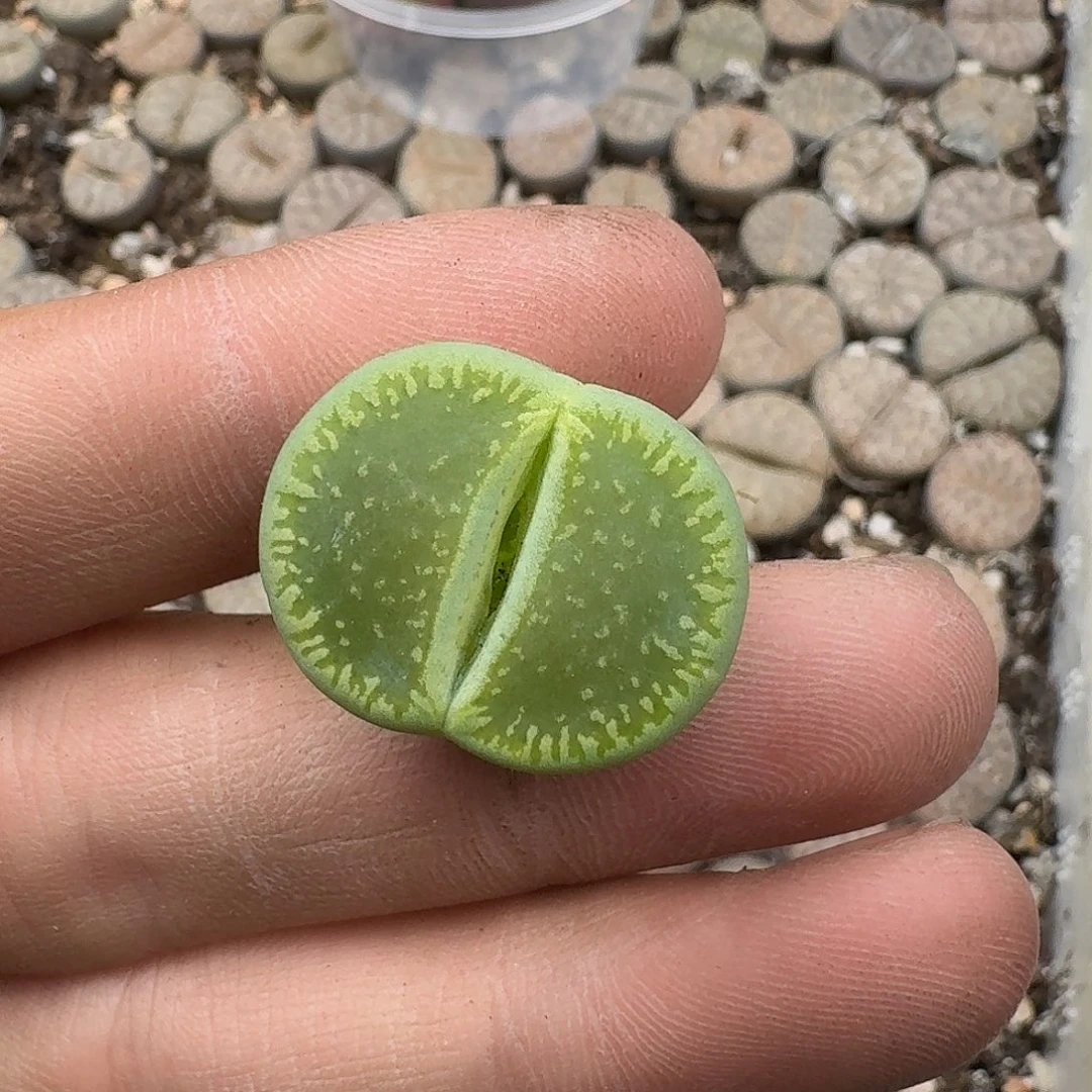 130 绿光阳2.4cm满18 包邮保温袋联系客服