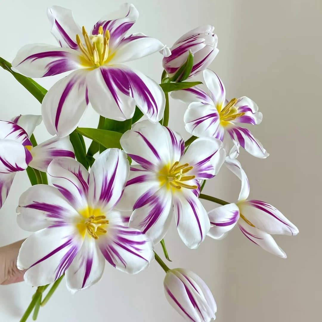 郁金香米老鼠家用商务用花包邮连云港鲜切花基地直发