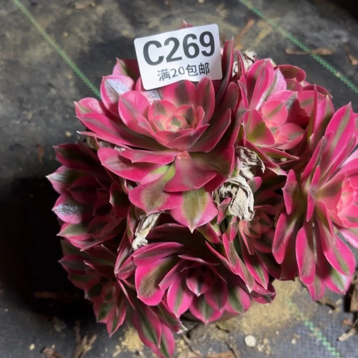 瑞妈一物一拍269