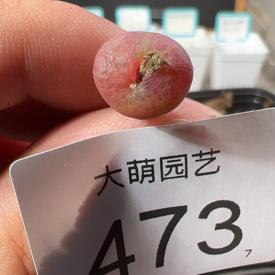 0000473 一物一拍……