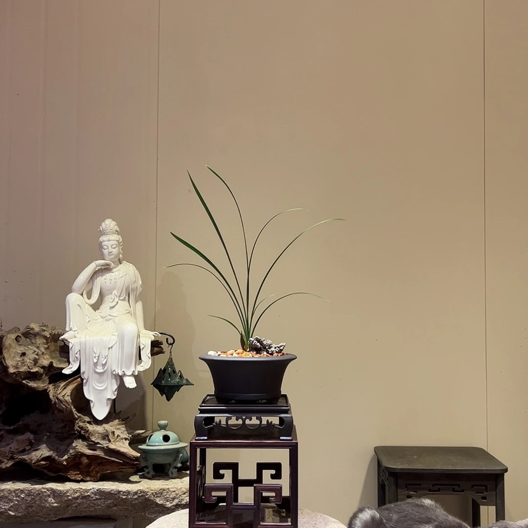 大部分花苞少量开放黄水仙