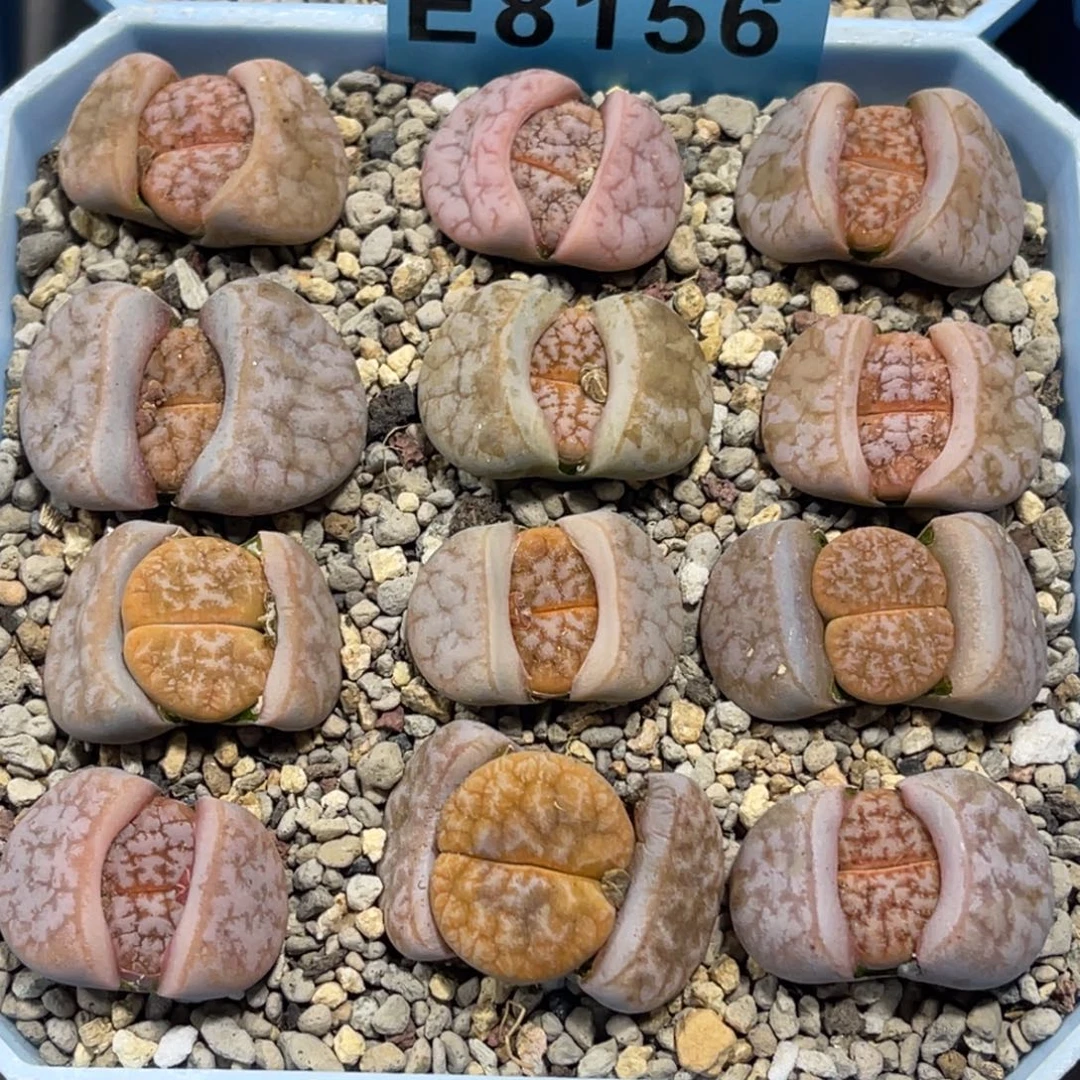 8156岛田拿铁12颗