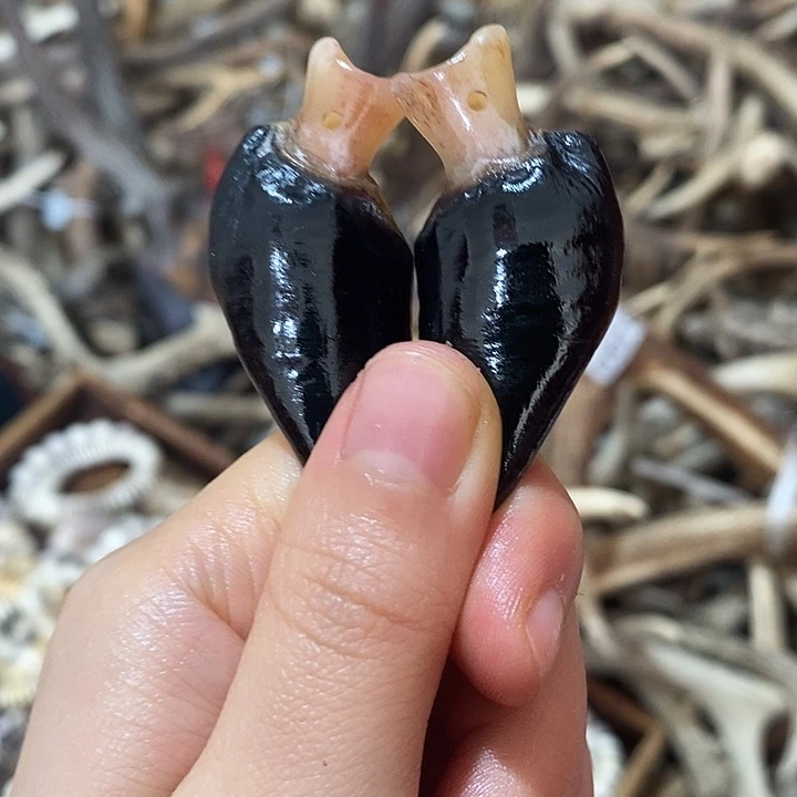 非金属鹿蹄鹿蹄鹿蹄