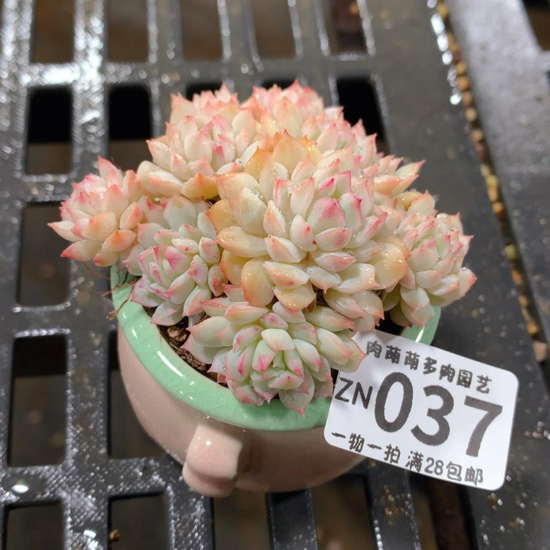 肉萌萌拇指盆精控多肉ZN037