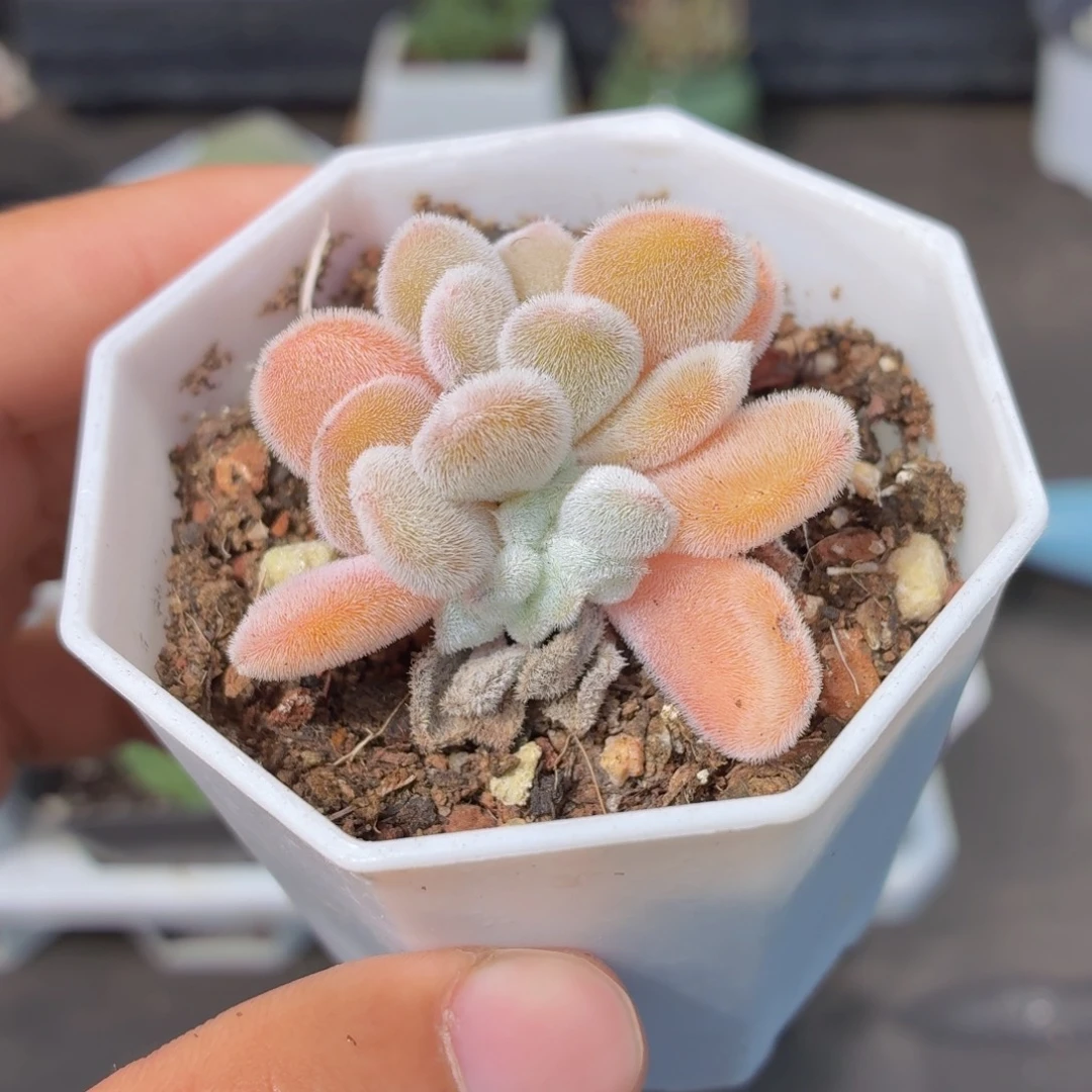 雪晃星缀化多肉9.9包邮发货
