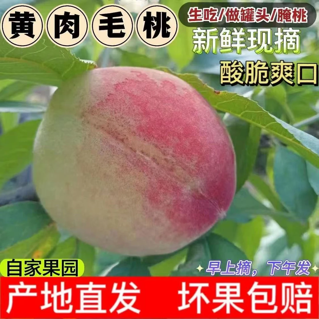 四川高山鲜果黄心桃新鲜新鲜采摘桃子产地现摘