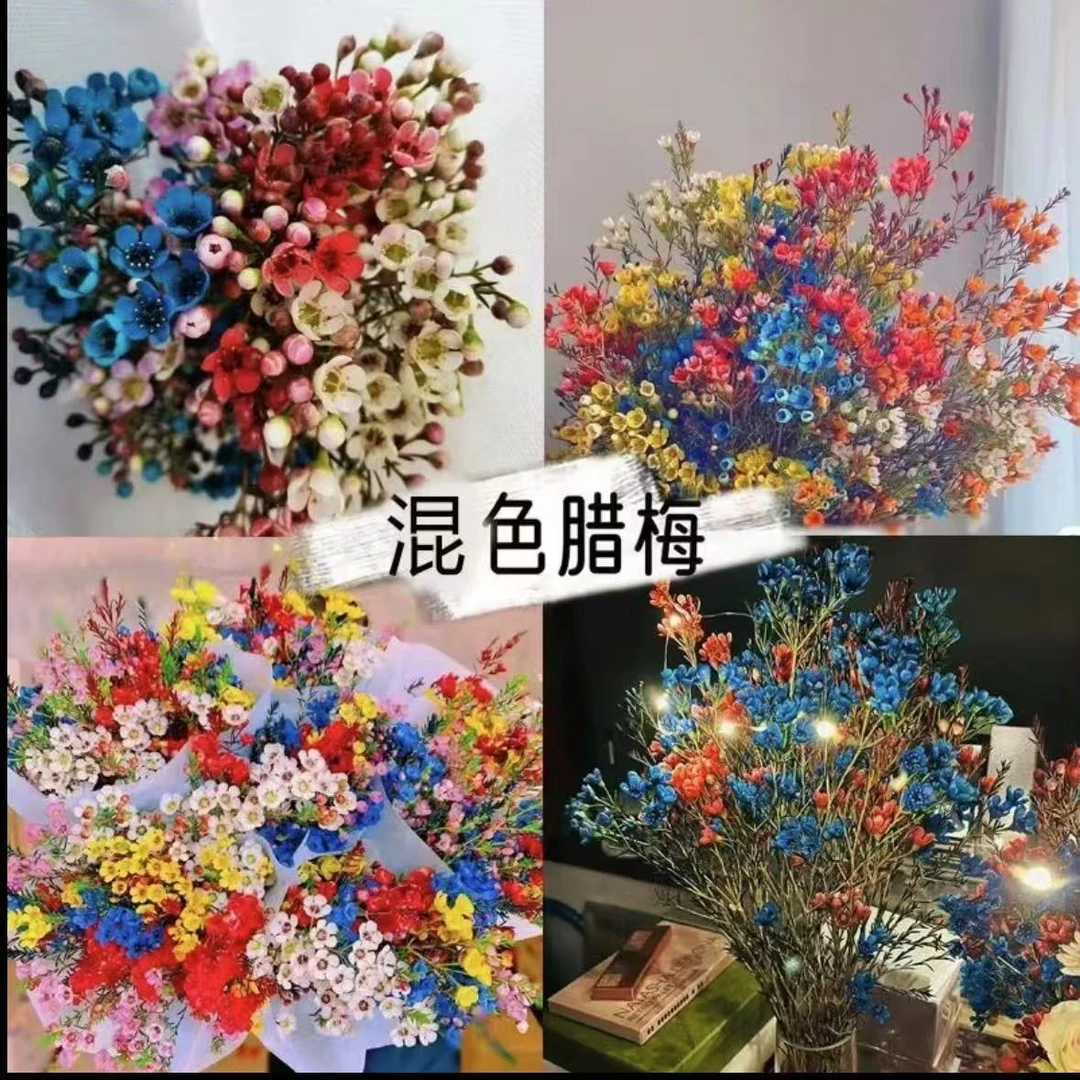 【混色腊梅+送花瓶+保鲜剂】鲜切年宵花可做干花家居摆放云南直发