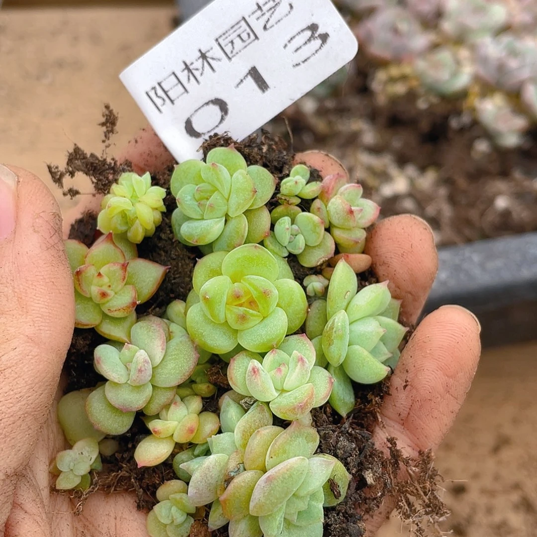 多肉植物多肉植物13