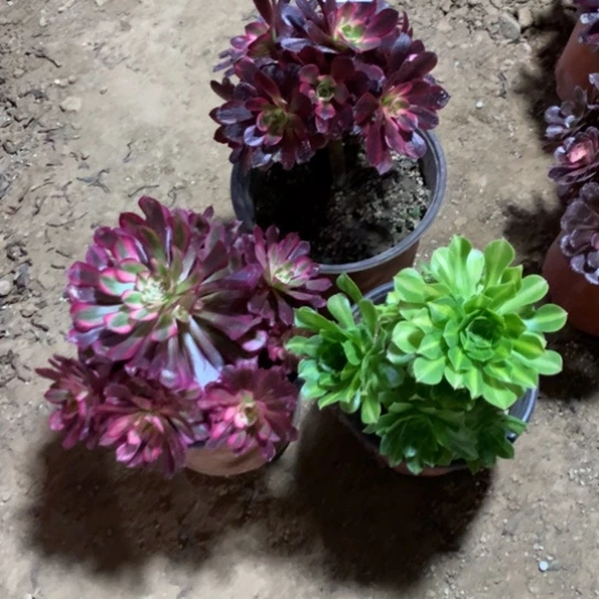 758法师多肉三颗组