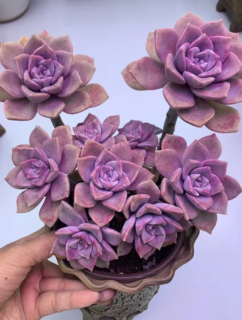 Y大老桩鹅肝紫乐【元旦迎新年宵纳福】 云南精品多肉品任意两单包邮