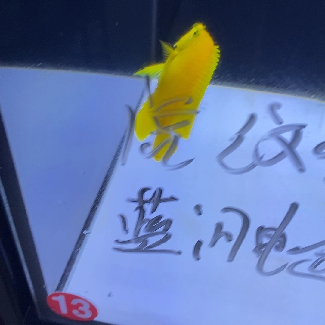 海水鱼黄新娘7-8，白点仙6-7，虎纹仙7-8、黄尾仙6-7