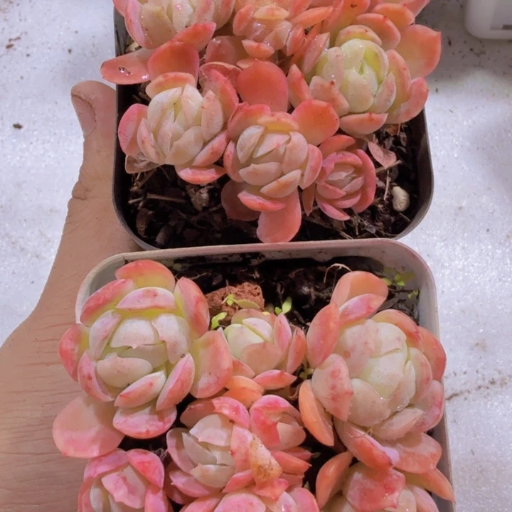 香水贝瑞福利一颗