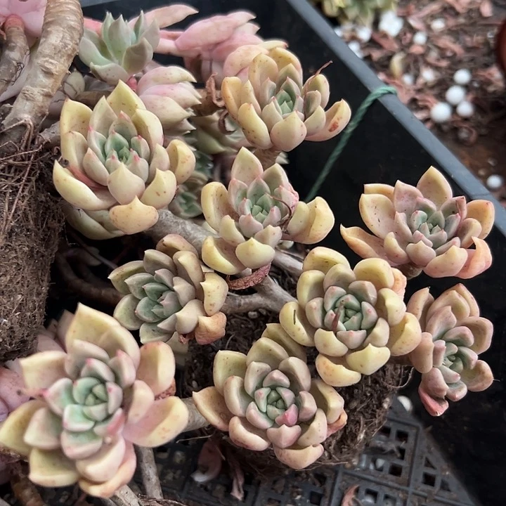 无花朵象牙璀璨。