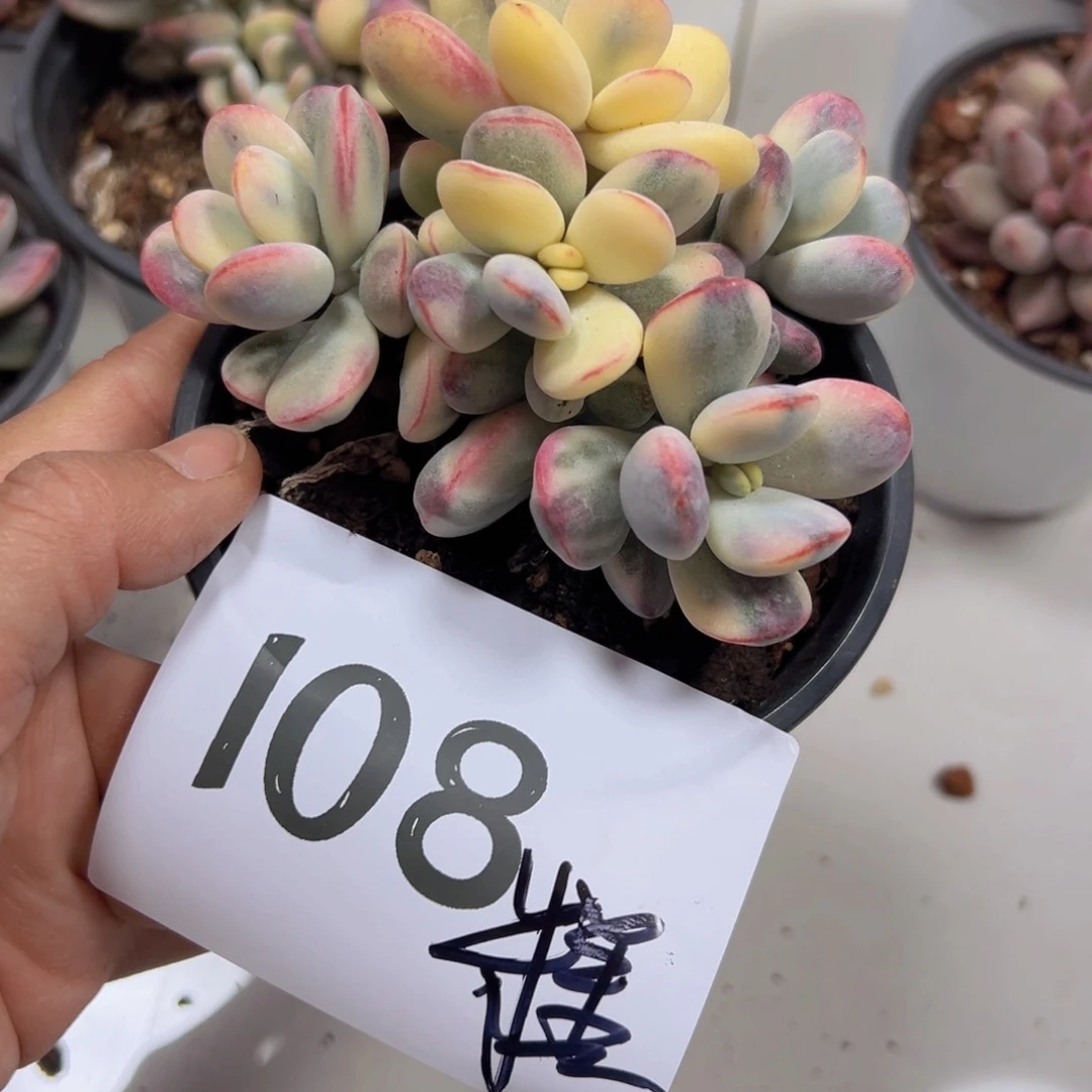 芝***糕108、很喜欢吃工程不错