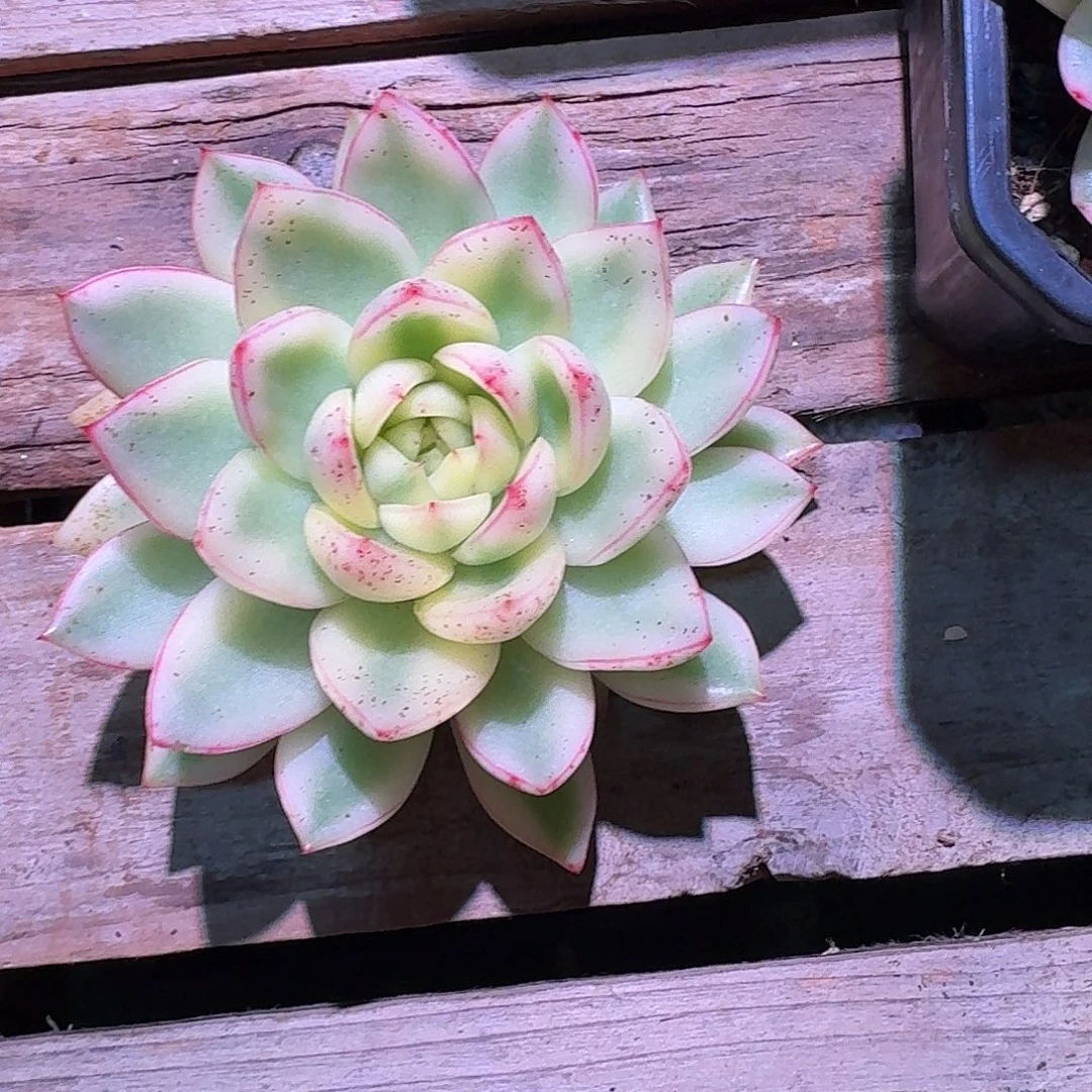 睡***嘛阿斯娜锦多肉多肉