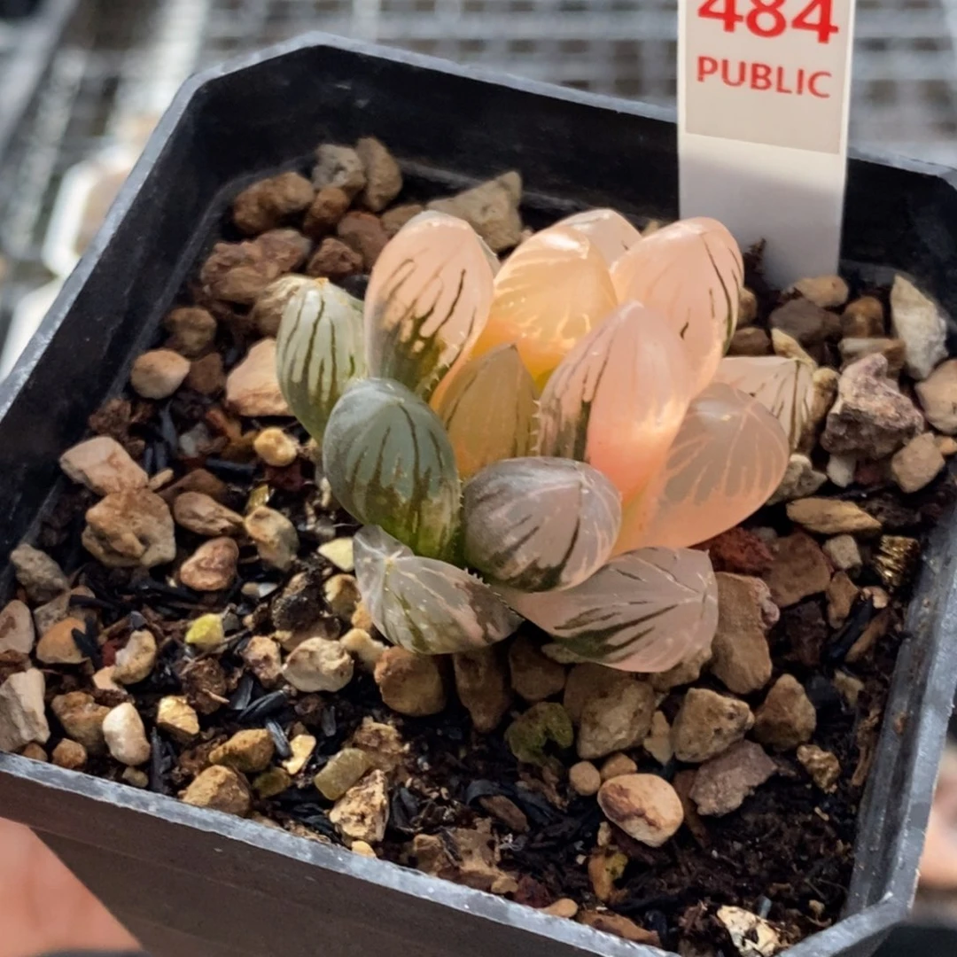 484号霓虹灯玉露锦