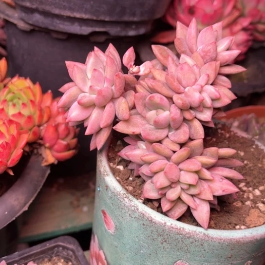 以*多肉植物的植物