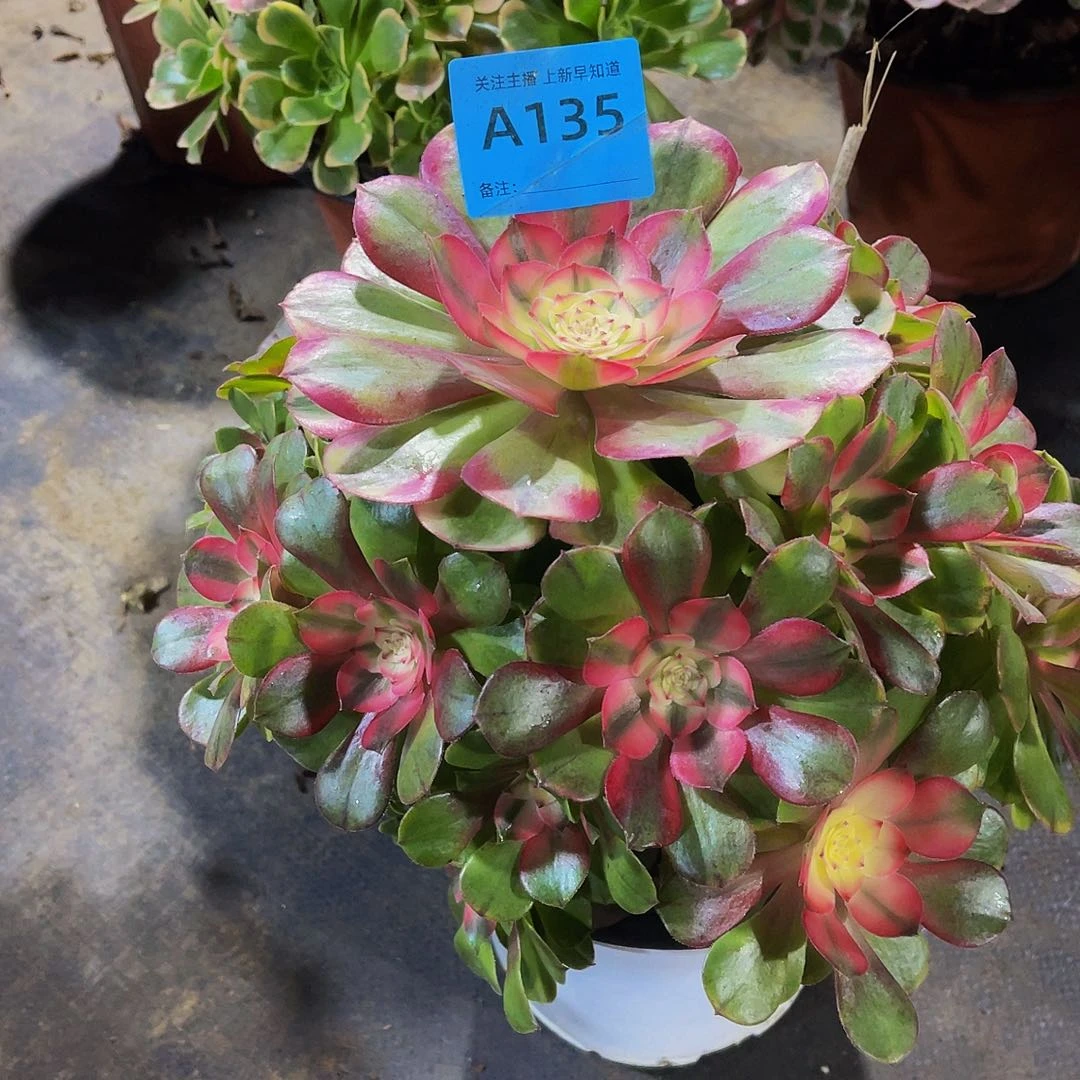潘****师月荔枝135福利