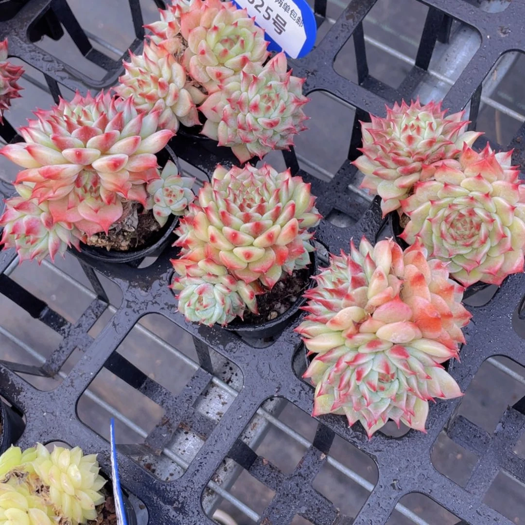 625号冰透睫毛蓝眼睛多头群一个