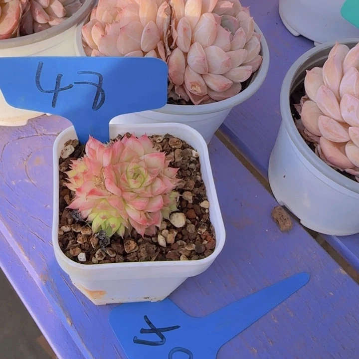 可*48多肉植物一物一拍