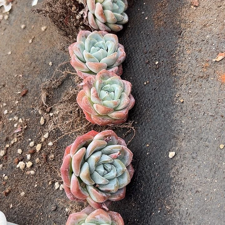 无花朵冰玉7颗。