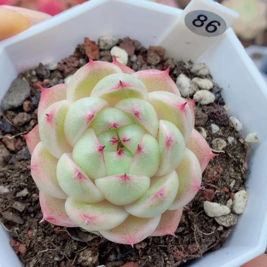 麦秆58包邮  群生不包整86