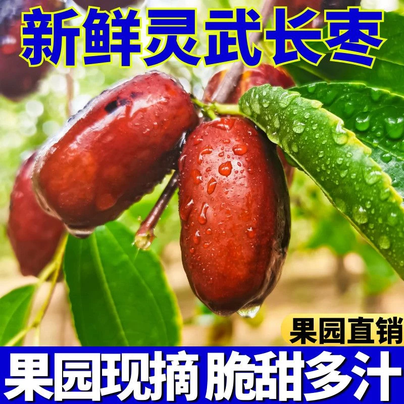 【顺丰包邮】灵武长枣新鲜现摘皮薄肉厚脆甜多汁应季水果产地直发