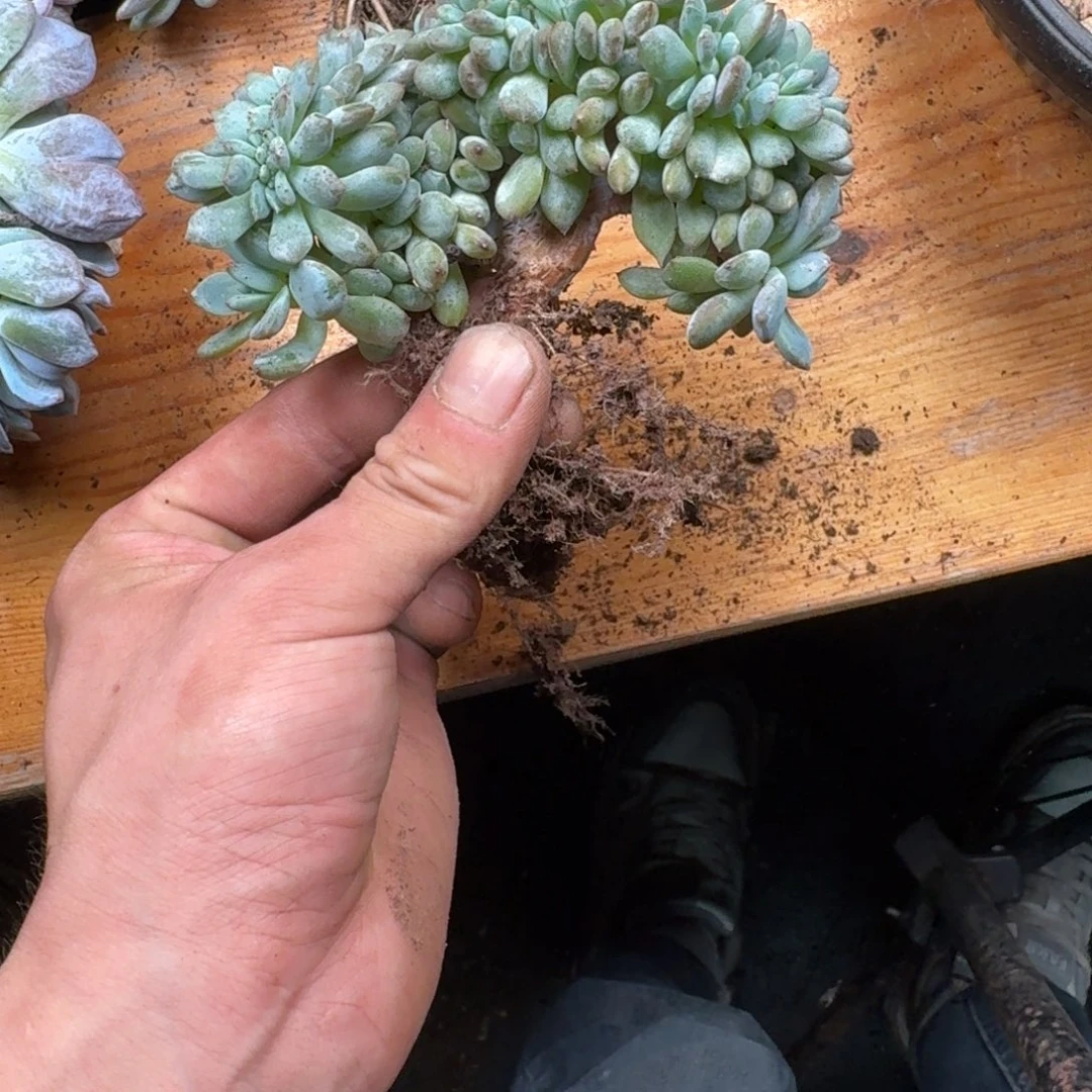 星影树缀无砍多肉