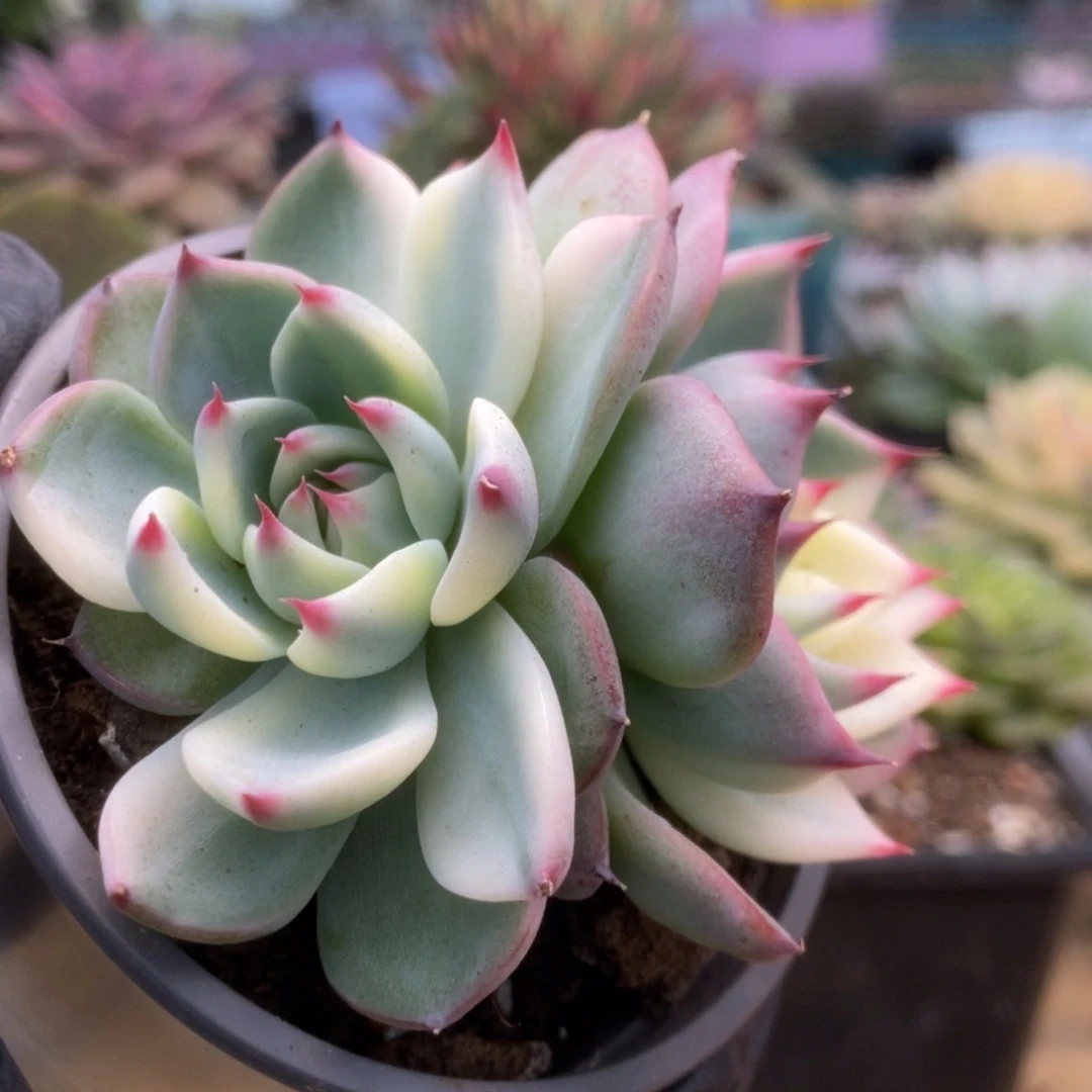 085锦锦锦锦健健康康