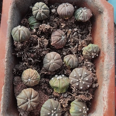 765实生兜缺水了仙人球